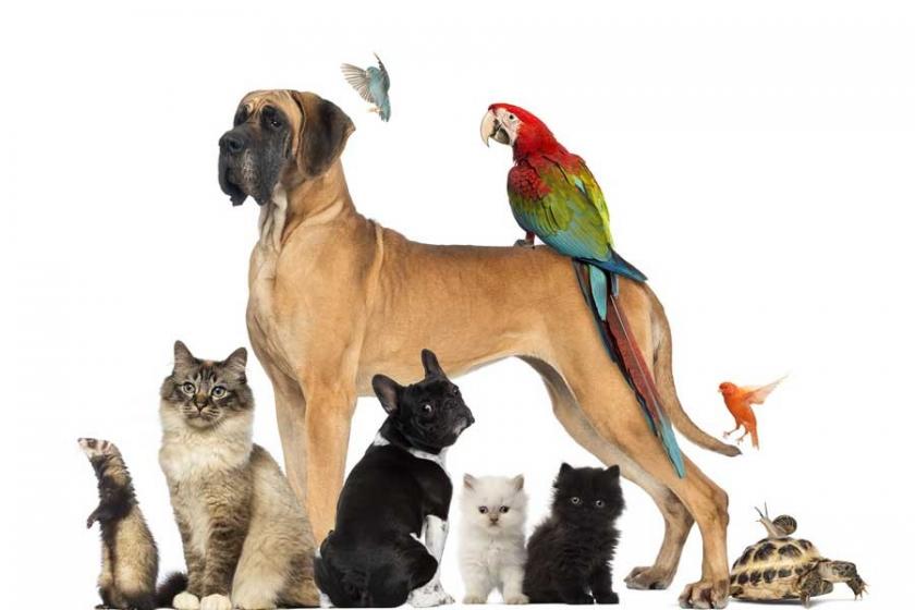 Evcil Hayvanları ve Sahiplerini Mutlu Eden 10 Uluslararası Pet Girişimi