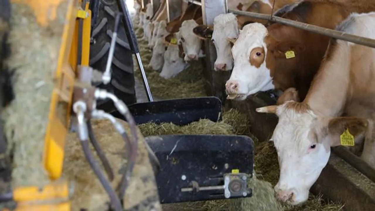 Doğal Sütün Markası Efeler Çiftliği, Halka Arza Hazırlanıyor