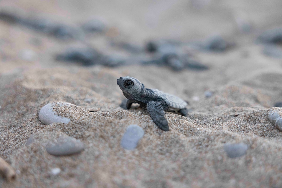 Mavi, İndigo Turtles Koleksiyonuyla Caretta Caretta’lara Hayat Vermeyi Sürdürüyor