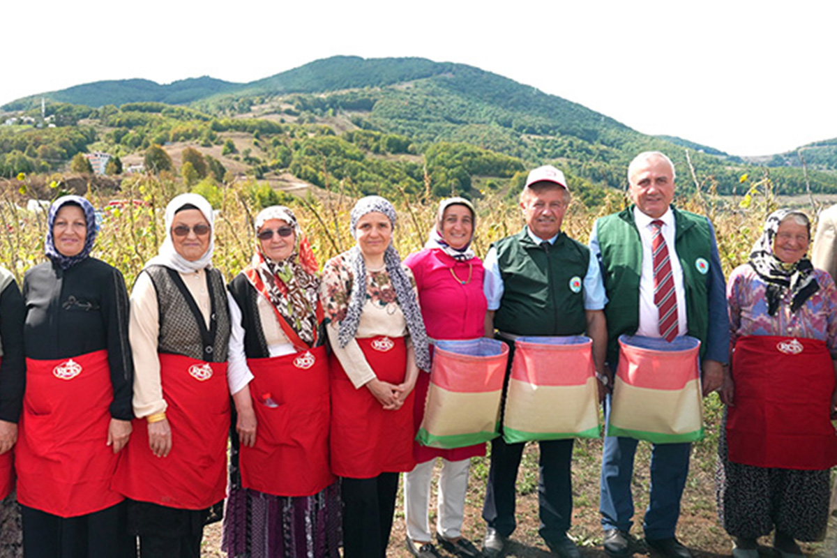 Reis Bakliyat Köyleri'nde Akkuş şeker fasulyesi hasadına başladı